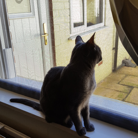 Cat Window Screen - Black, 1000mm x 1000mm / 39" x 39": image 4