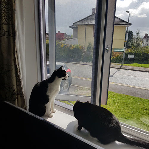 Cat Window Screen - Black, 1000mm x 1000mm / 39" x 39": image 5
